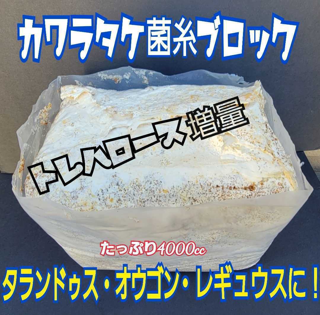 極上☆カワラタケ菌糸ブロッククヌギ100％・1番菌のみ使用 菌糸