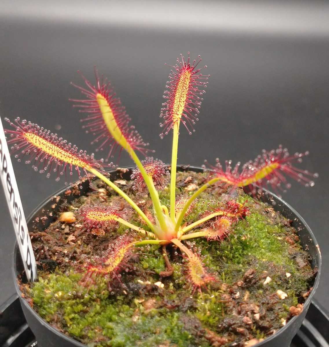 plants260513d90_1_43743688-a673-40bd-bb7e-ce64b75f199d