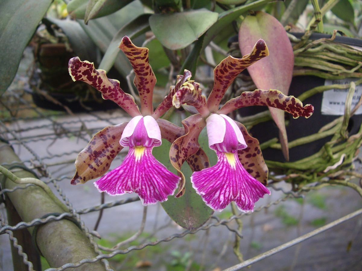 洋蘭原種 schilleriana 原種 カトレア 洋蘭 C. coerulea 