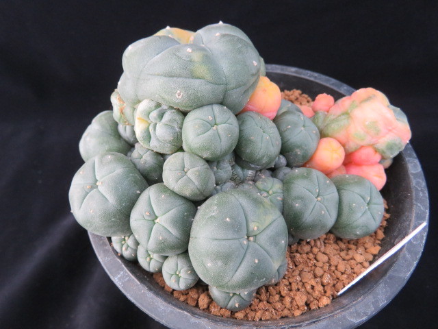 定番人気，最新作 ７１ 仔吹烏羽玉錦群生 サボテン 多肉植物(サボテン)｜売買されたオークション情報、yahooの商品情報をアーカイブ公開 - オークファン サボテン