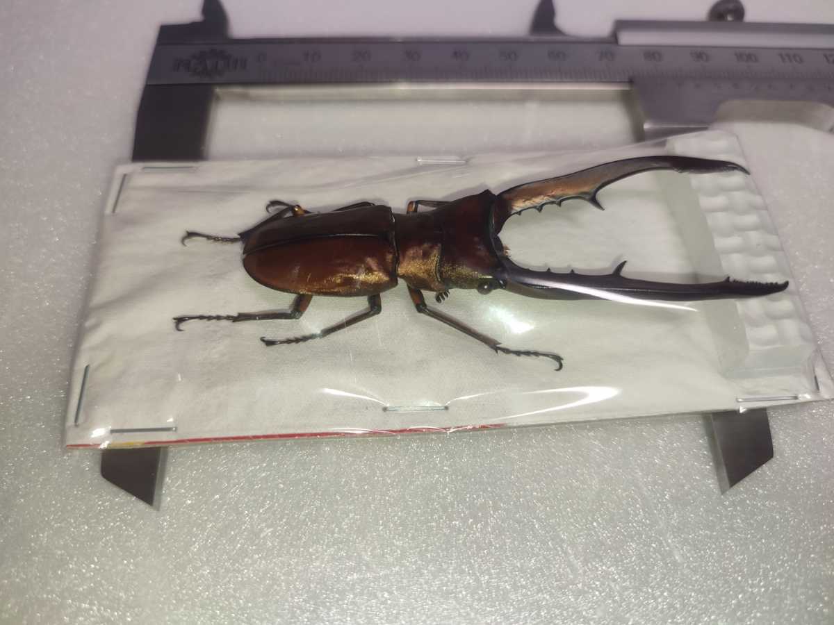 メタリフェルホソアカクワガタ 標本 大型 78 5mm インドネシア サンギへ島 サンギール島 Www Indianobserver Com