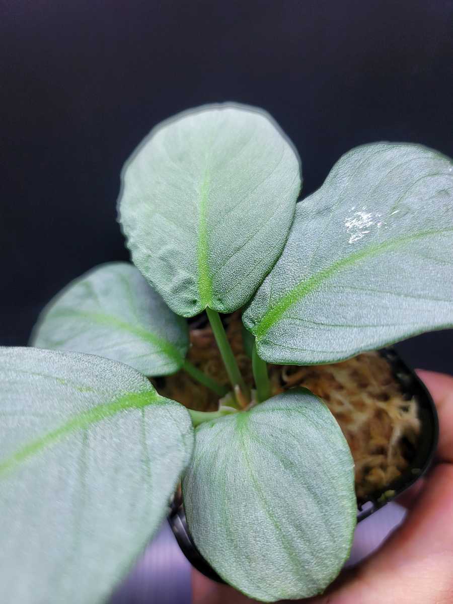 Homalomena sp. 銀鮫 Aceh Sumatera【LA0217-03】ホマロメナ 熱帯植物 