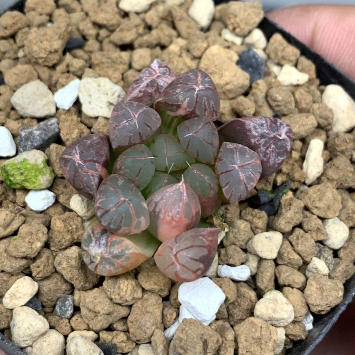 多肉植物 ハオルチア ブラックオブツーサ錦赤斑，火焔山糊斑