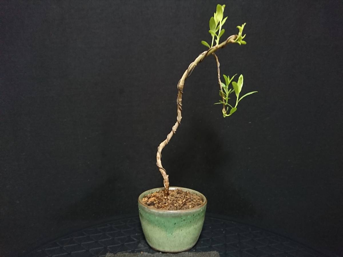 ビャクシン 六角堂枝垂れ柳 ロッカクドウシダレヤナギ 樹高１８ 小品盆栽 ミニ盆栽 葉物盆栽 優良素材 No５８ー６ 盆栽 売買されたオークション情報 Yahooの商品情報をアーカイブ公開 オークファン Aucfan Com