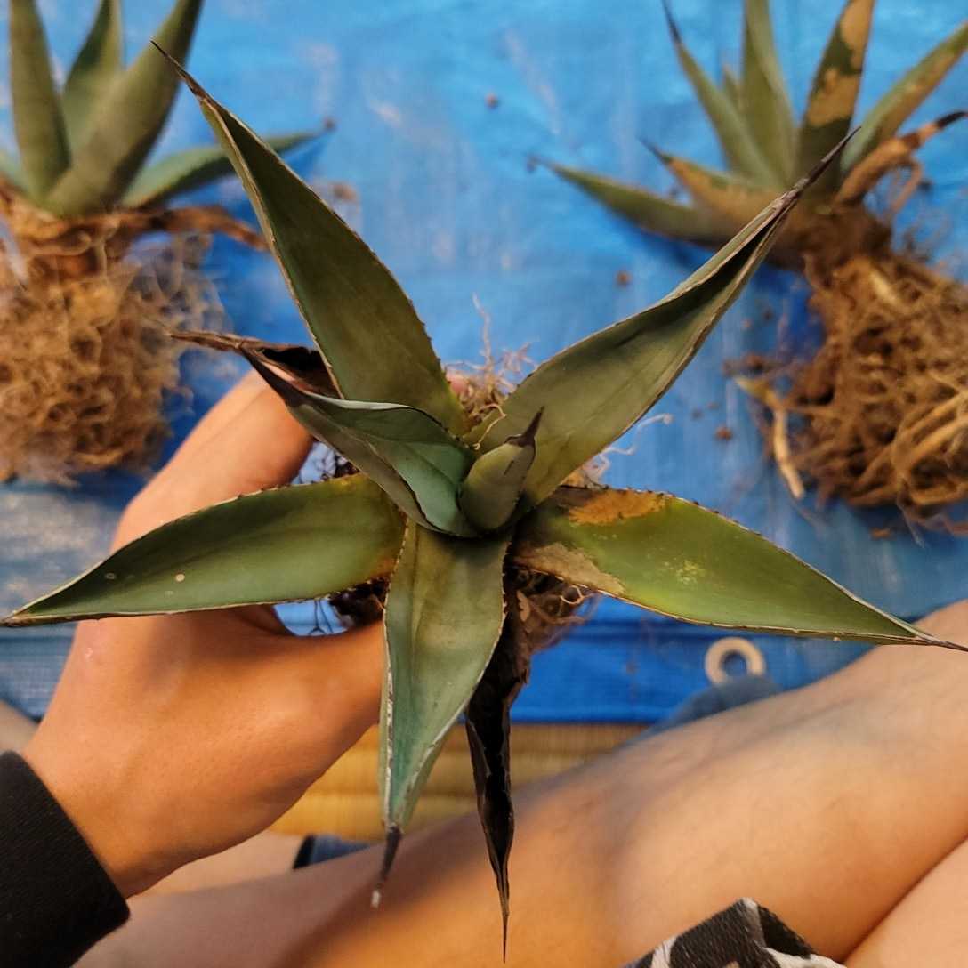 agave-isthmensis-kabutogani-v0-xoga76z07n4h1