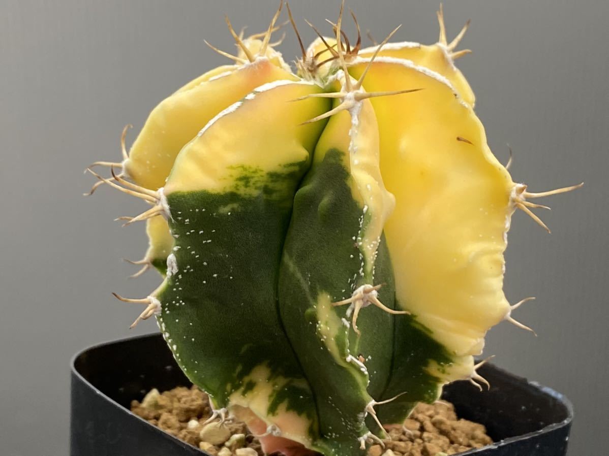 CO☆204 アストロフィツム 複隆般若錦☆ サボテン 多肉植物