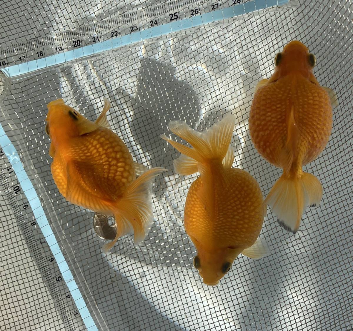 3 静岡有名養魚場産 国産ピンポンパール 2歳魚 3匹セット 北海道 九州 福岡県以外 青森 秋田 沖縄及び離島の方は御遠慮下さい その他 売買されたオークション情報 Yahooの商品情報をアーカイブ公開 オークファン Aucfan Com 3 静岡有名養魚場産 国産ピンポンパール 2歳魚 3匹セット 北海道 九州 福岡県以外 青森 秋田 沖縄及び離島の方は御遠慮下さい その他 売買されたオークション情報 Yahooの商品情報をアーカイブ公開 オークファン Aucfan Com