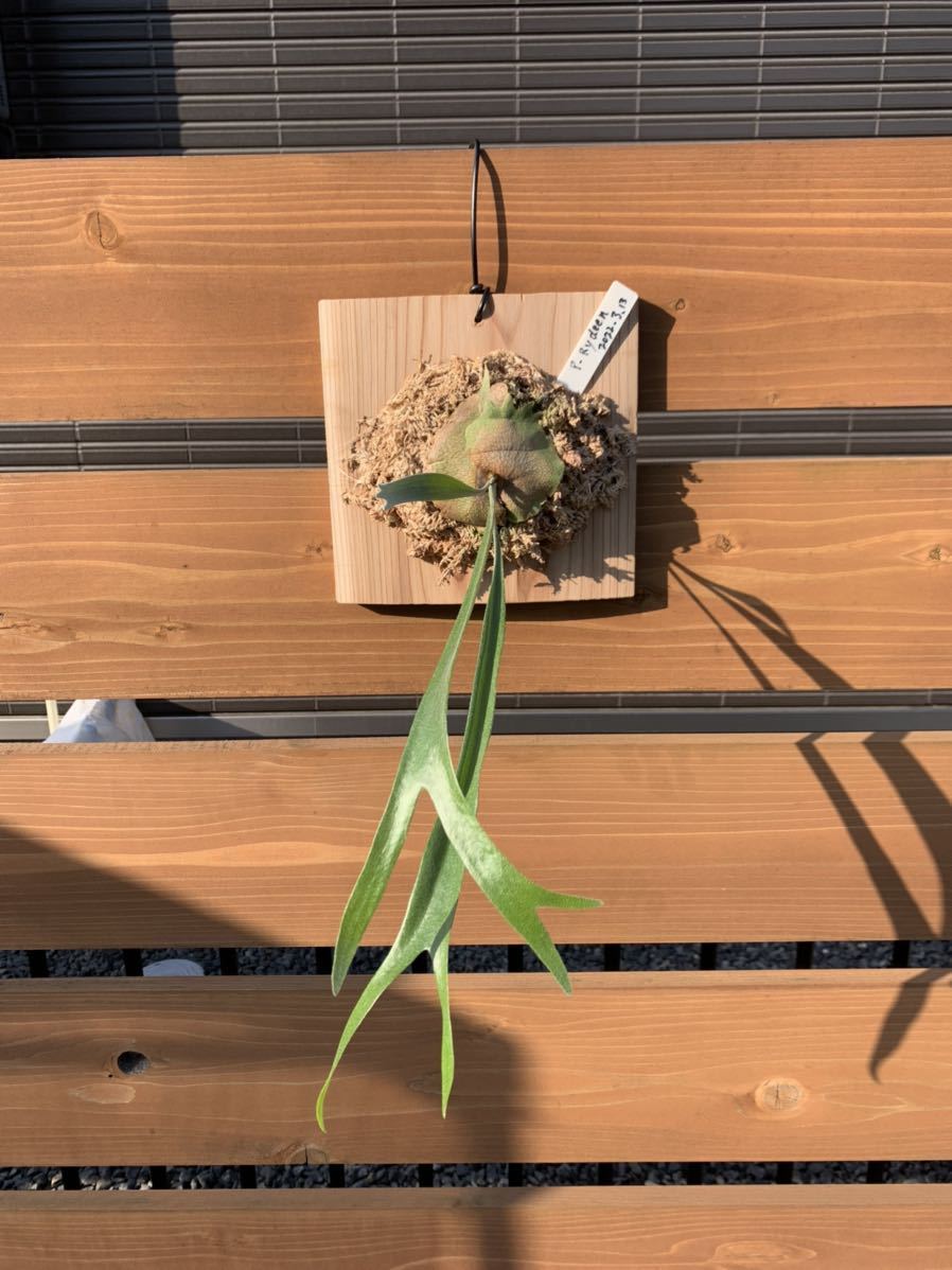 美株 veitchii wild sp select #1 子株 ビカクシダ ビカクシダ P