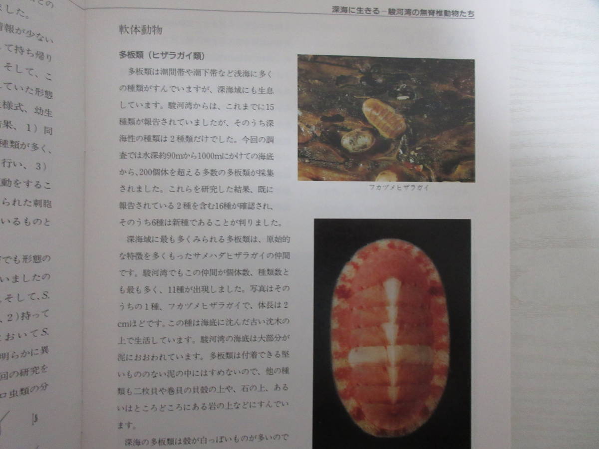 和 かはく 国立科学博物館ニュース 駿河湾の無脊椎動物 クモヒトデ ヒザラガイ類 腹足類 貝類 魚類の寄生虫 甲殻類 服部雪斎 化石 生物学 売買されたオークション情報 Yahooの商品情報をアーカイブ公開 オークファン Aucfan Com
