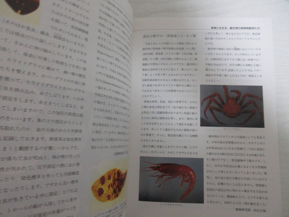 和 かはく 国立科学博物館ニュース 駿河湾の無脊椎動物 クモヒトデ ヒザラガイ類 腹足類 貝類 魚類の寄生虫 甲殻類 服部雪斎 化石 生物学 売買されたオークション情報 Yahooの商品情報をアーカイブ公開 オークファン Aucfan Com