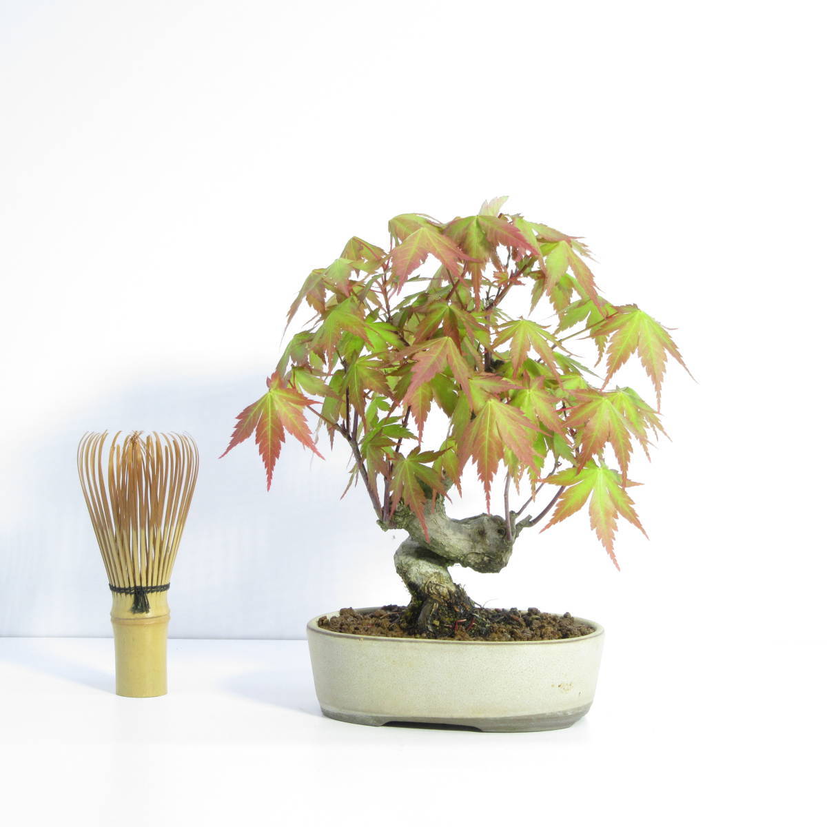山もみじ 小品盆栽 盆栽 モミジ ヤマモミジ 小品 Momiji 太幹 bonsai 