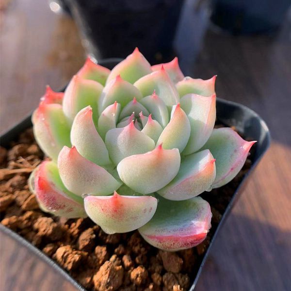 価格 農園直売 多肉植物 寄せ植え エケベリア属 クリスタルローズ 韓国 抜き苗 観葉植物 インテリア 多肉専門verve サボテン 売買されたオークション情報 Yahooの商品情報をアーカイブ公開 オークファン Aucfan Com 価格 農園直売 多肉植物 寄せ植え エケベリア属 クリスタルローズ 韓国 抜き苗 観葉植物 インテリア 多肉専門verve サボテン 売買されたオークション情報 Yahooの商品情報をアーカイブ公開 オークファン Aucfan Com