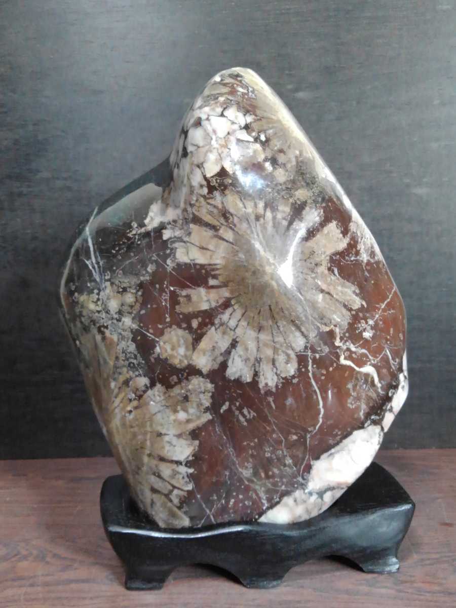 菊花石 大輪と孔雀模様の花斑　磨き石　水石　盆石　鑑賞石　自然石　木製台座　送料無料！