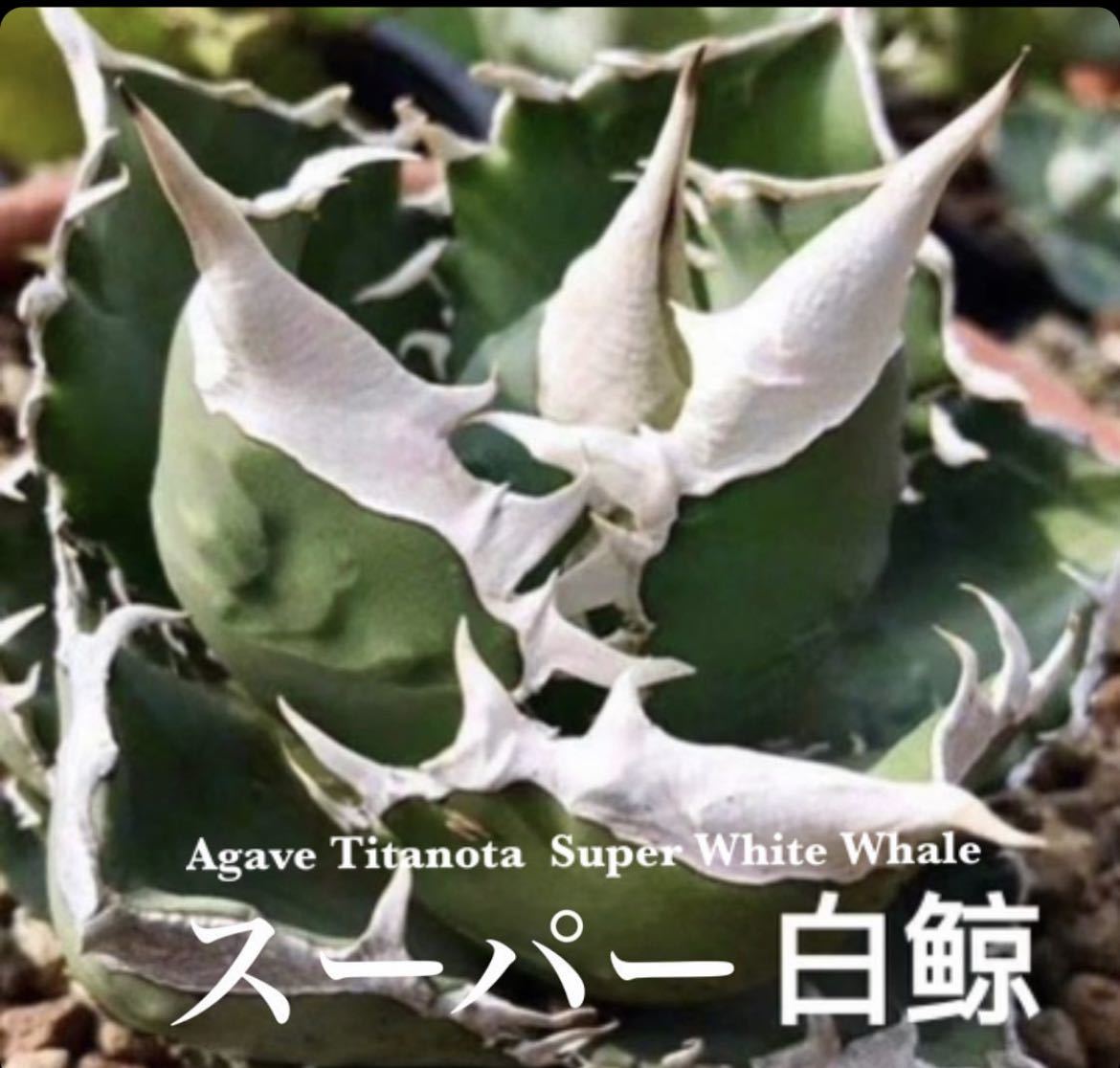 ☆サボテン・多肉植物☆832☆アガベ チタノタ スーパー白鯨 Agave 