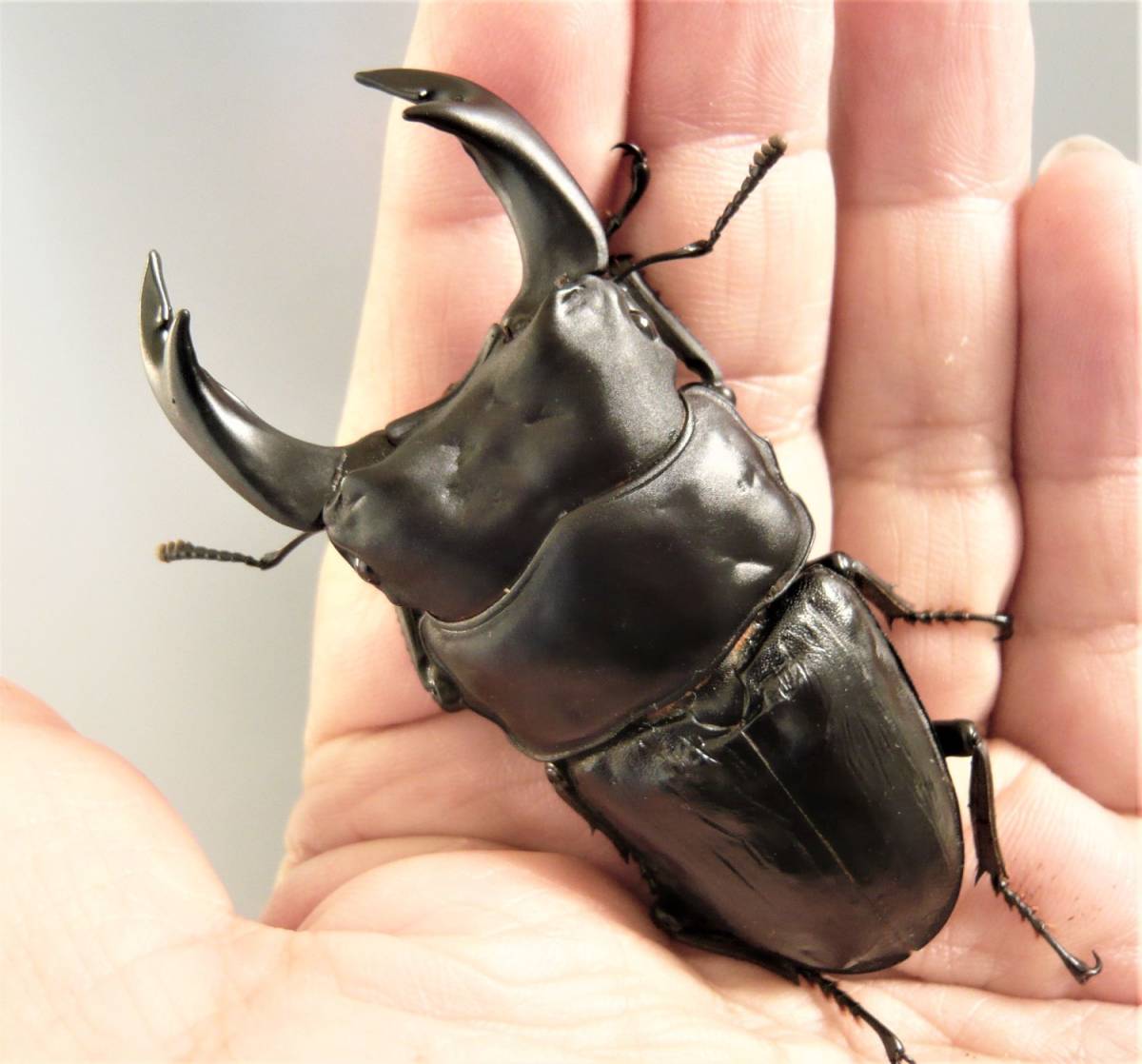 奈良輪川西産】オオクワガタ即ブリ♂単品（親るーパパ氏85.5×56.3