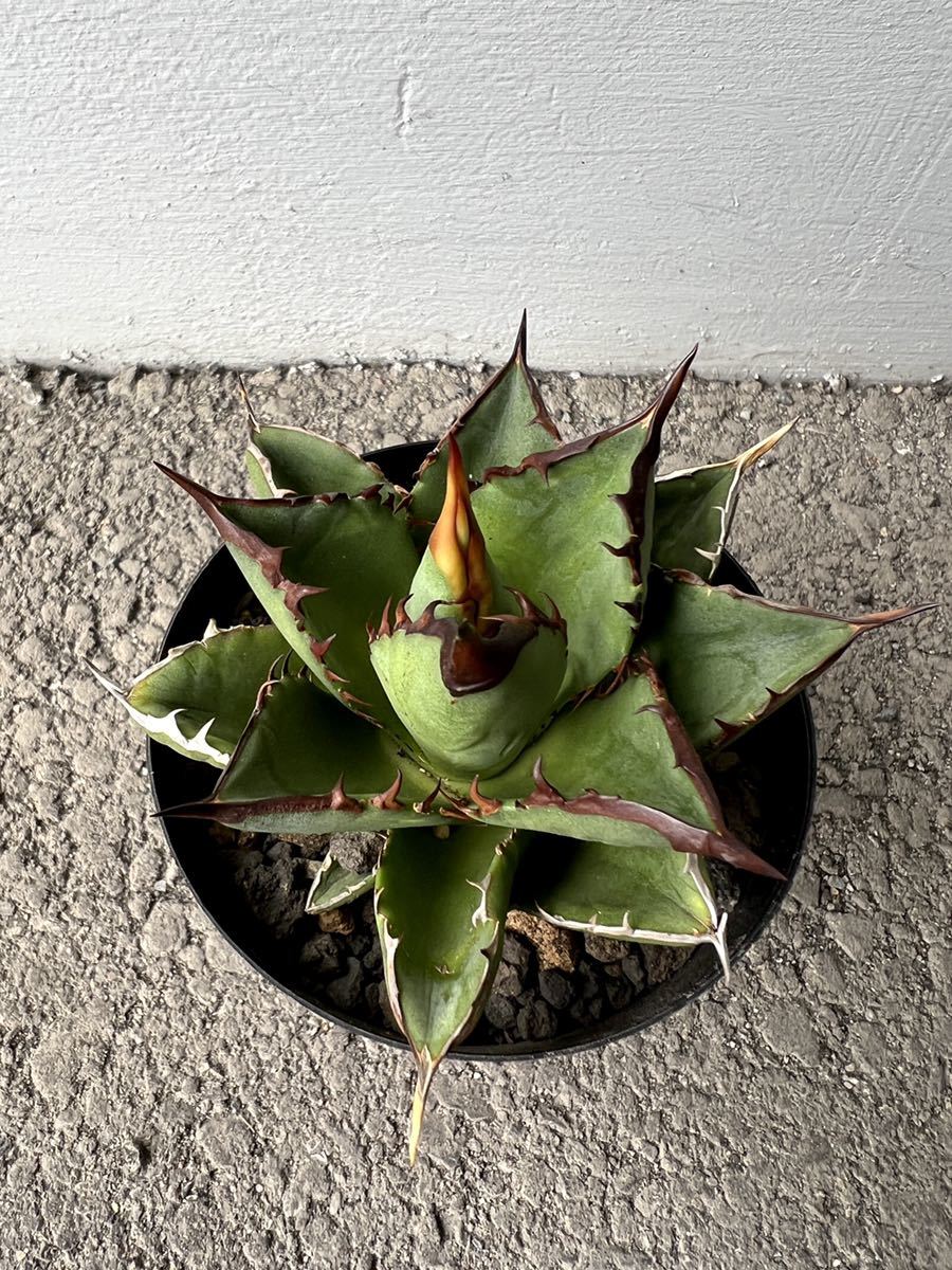 アガベ チタノタ 黒金剛 agave titanota 多肉植物(アガベ)｜売買された