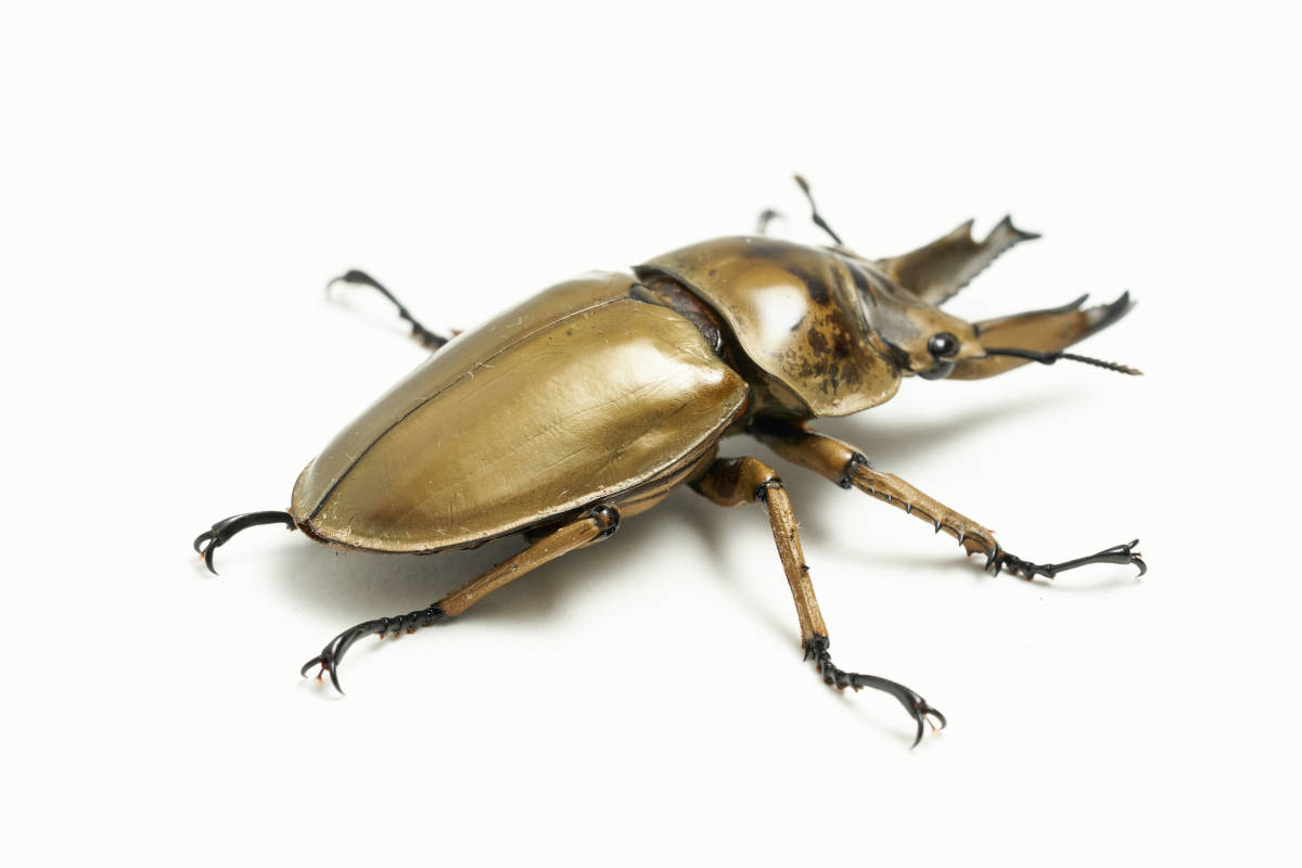 新成虫ペア】ババオウゴンオニクワガタ♂61mm＋♀42mm【美麗種】