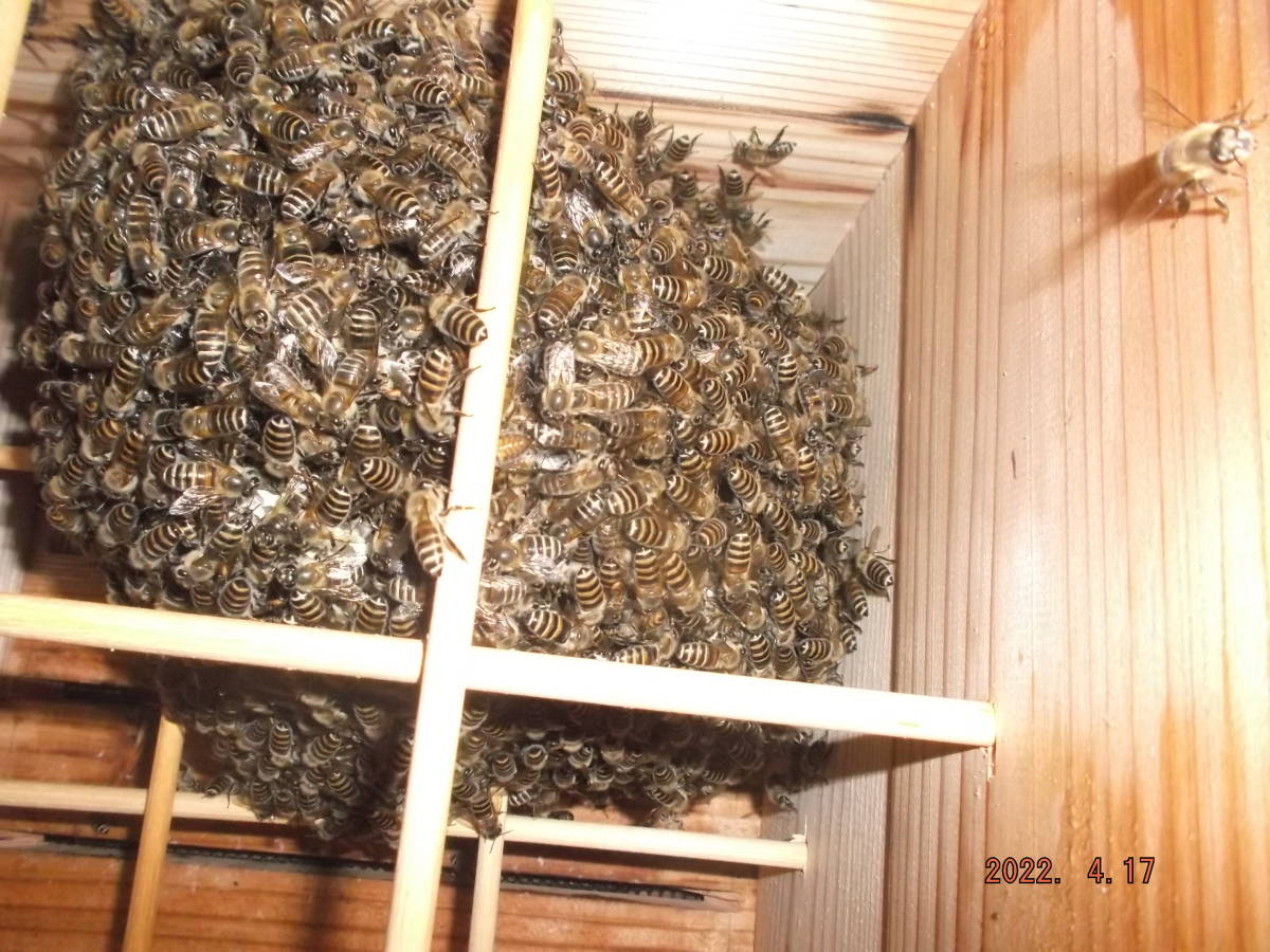 二ホンミツバチ（日本蜜蜂）の分蜂群（重箱式巣箱） | ヤマダウェブコム