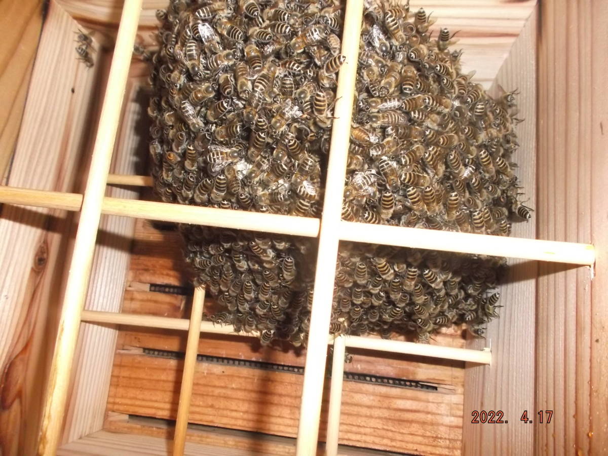 巣箱 日本蜜蜂 巣箱の通販 ミツバチ 1セット ニホンミツバチの分蜂群の 
