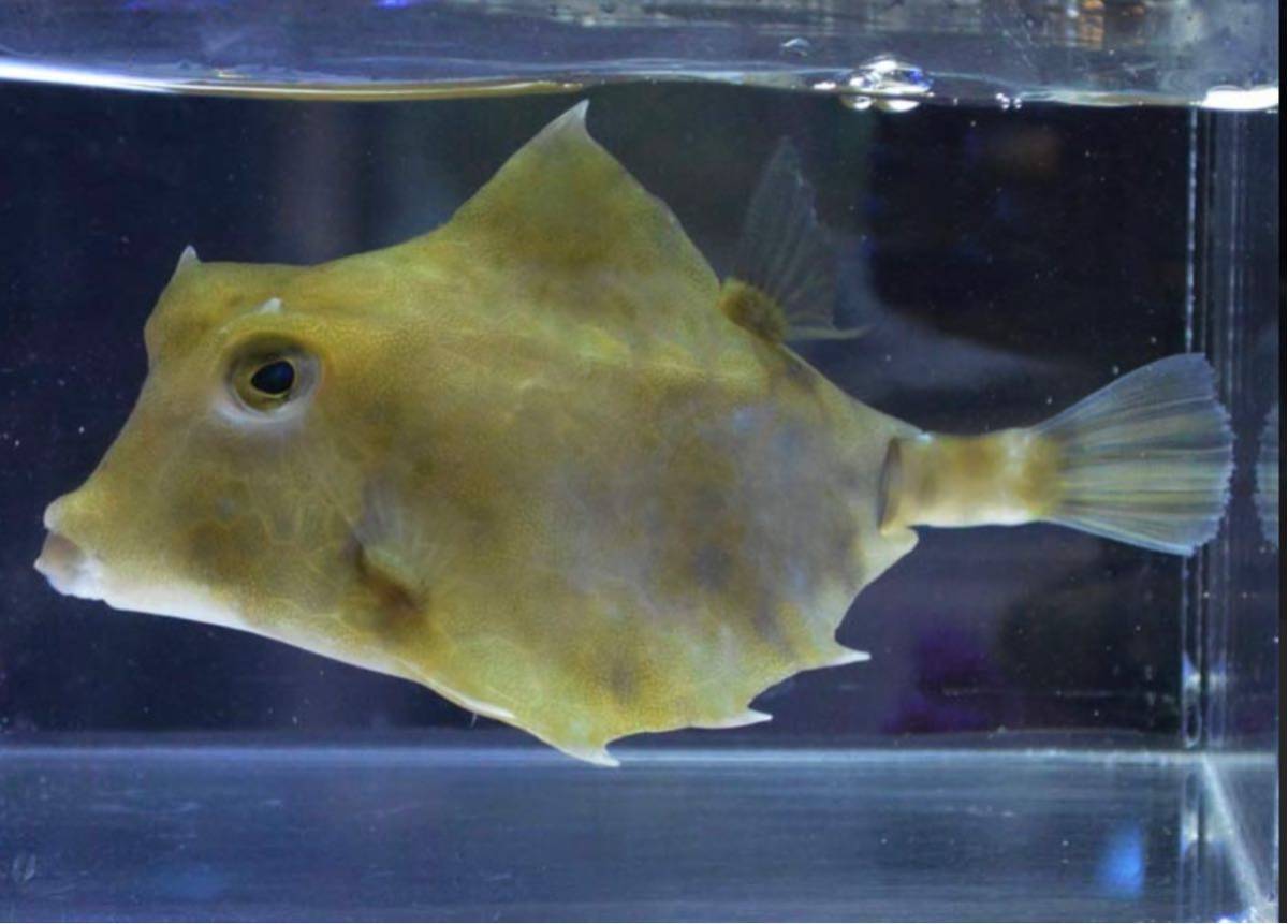 ラクダハコフグ 21センチ 海水魚 売買されたオークション情報 Yahooの商品情報をアーカイブ公開 オークファン Aucfan Com