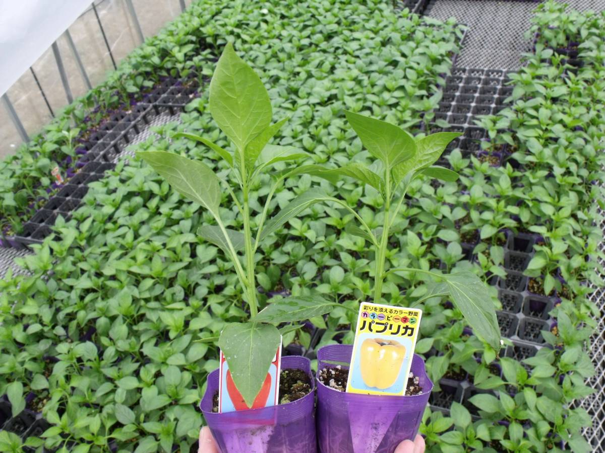 農園 カラーピーマン パプリカ２色 赤 黄 2 野菜苗 ２０ポット その他 売買されたオークション情報 Yahooの商品情報をアーカイブ公開 オークファン Aucfan Com