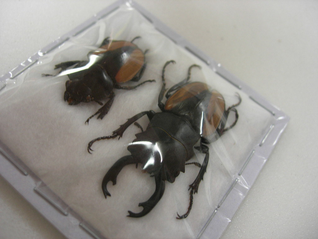 高品質，100%新品 昆虫標本 ミクロスツヤクワガタ♂41ミリペア(虫類)｜売買されたオークション情報、yahooの商品情報をアーカイブ公開 - オークファン その他