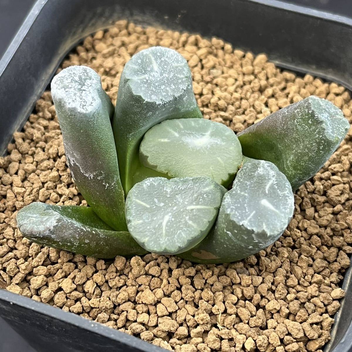 ☆サボテン・多肉植物☆847☆万象 雫 Haworthia maughanii☆ハオルシア