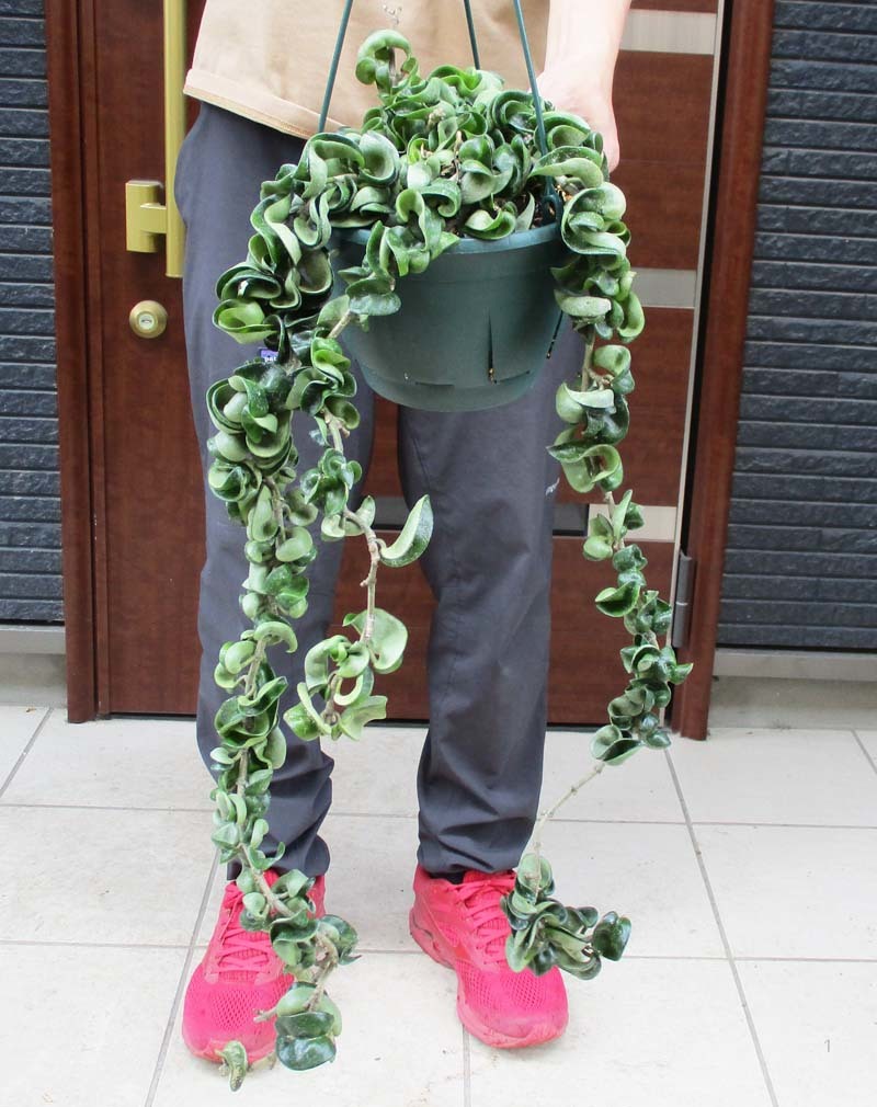 観葉植物 ホヤ カルノーサコンパクタ 4号吊鉢 中斑入り 最高品質の 中斑入り