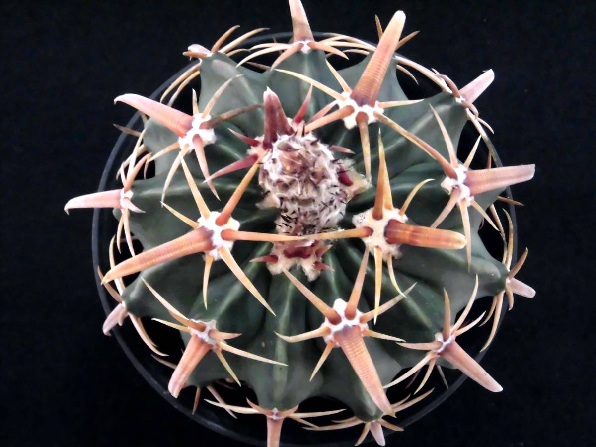 闘魂三銃士デビュー15周年記念カード プロレスカード BBM99 プロレス