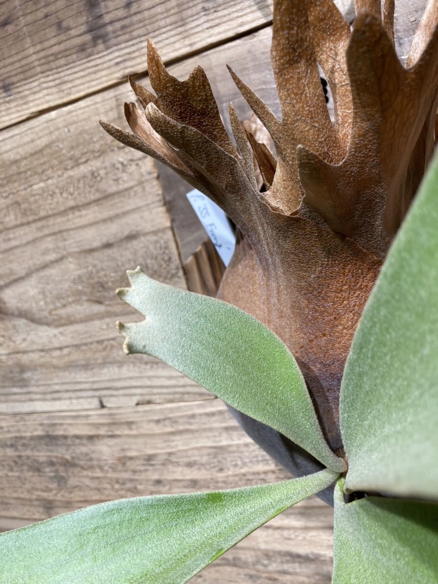 P.SS Foong ビカクシダ エスエスフーン