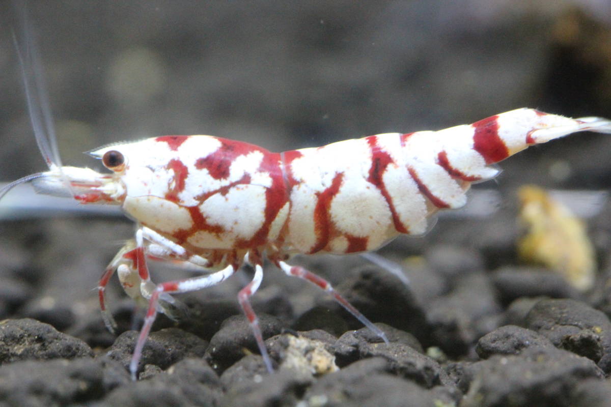 永遠のえび　種親　タイガービー（太極）F７　♀４匹（抱卵２匹）！！