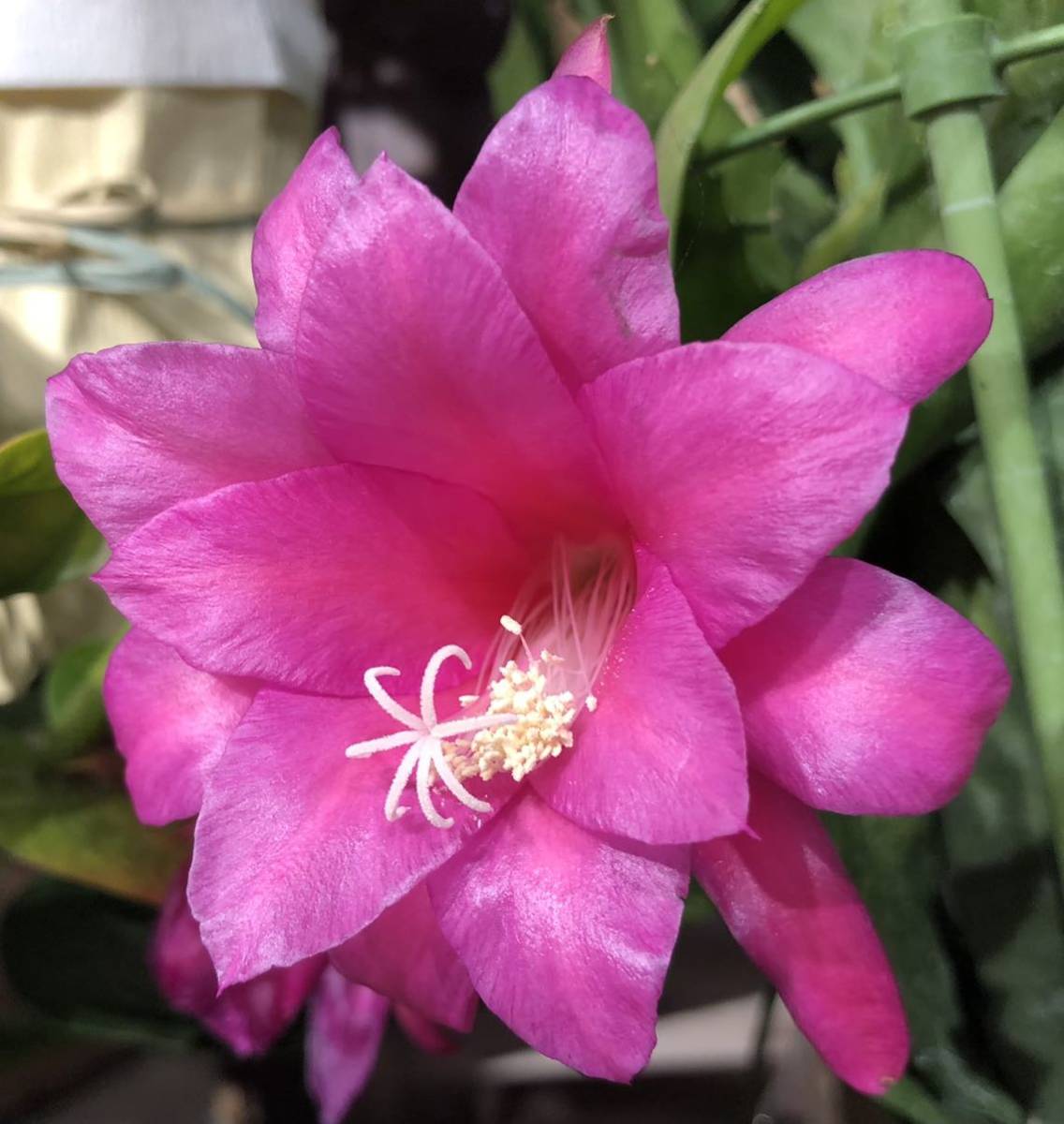 多肉植物 サボテン みなとまつり系 カット苗 1枚 クジャクサボテン 孔雀サボテン ピンク花 サボテン 売買されたオークション情報 Yahooの商品情報をアーカイブ公開 オークファン Aucfan Com