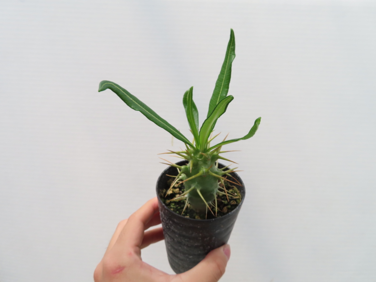 へ373「実生」パキポディウム アンボンゲンセ【塊根植物・有望株・種