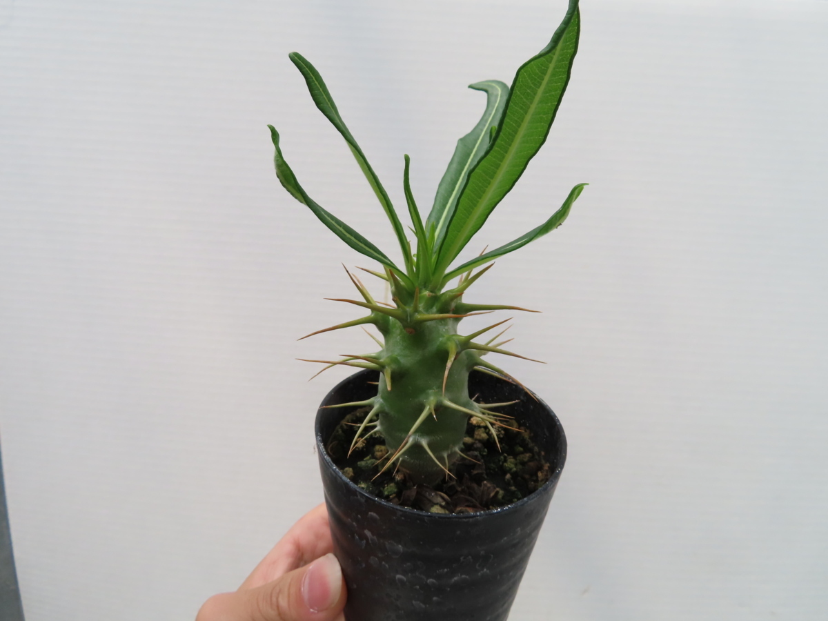 へ373「実生」パキポディウム アンボンゲンセ【塊根植物・有望株・種