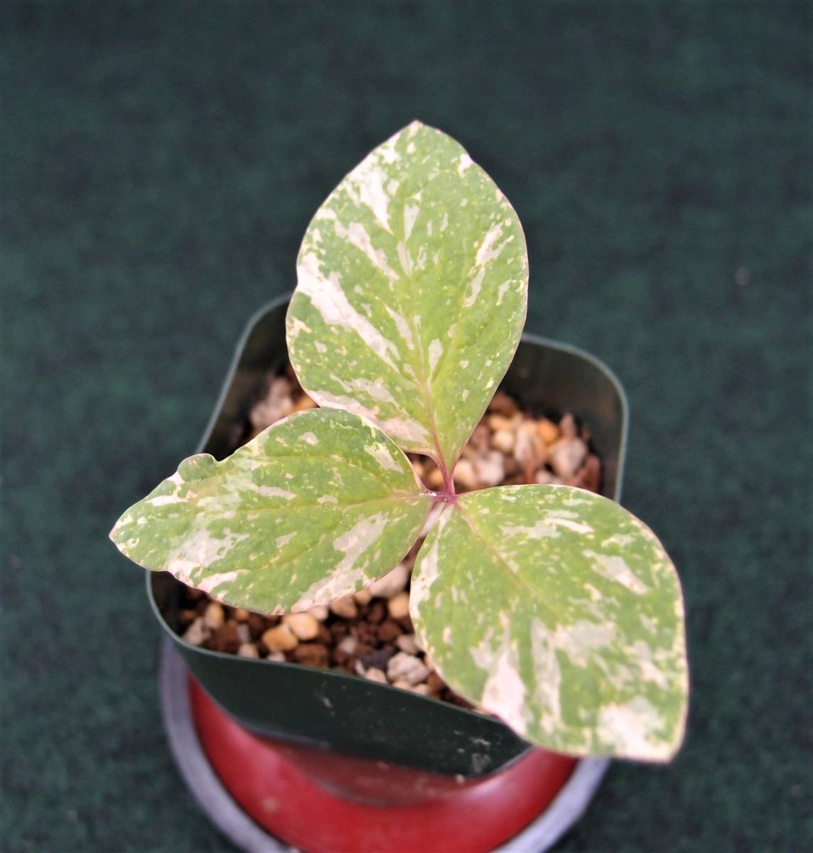 山野草 斑入り ヤマシャクヤク ③