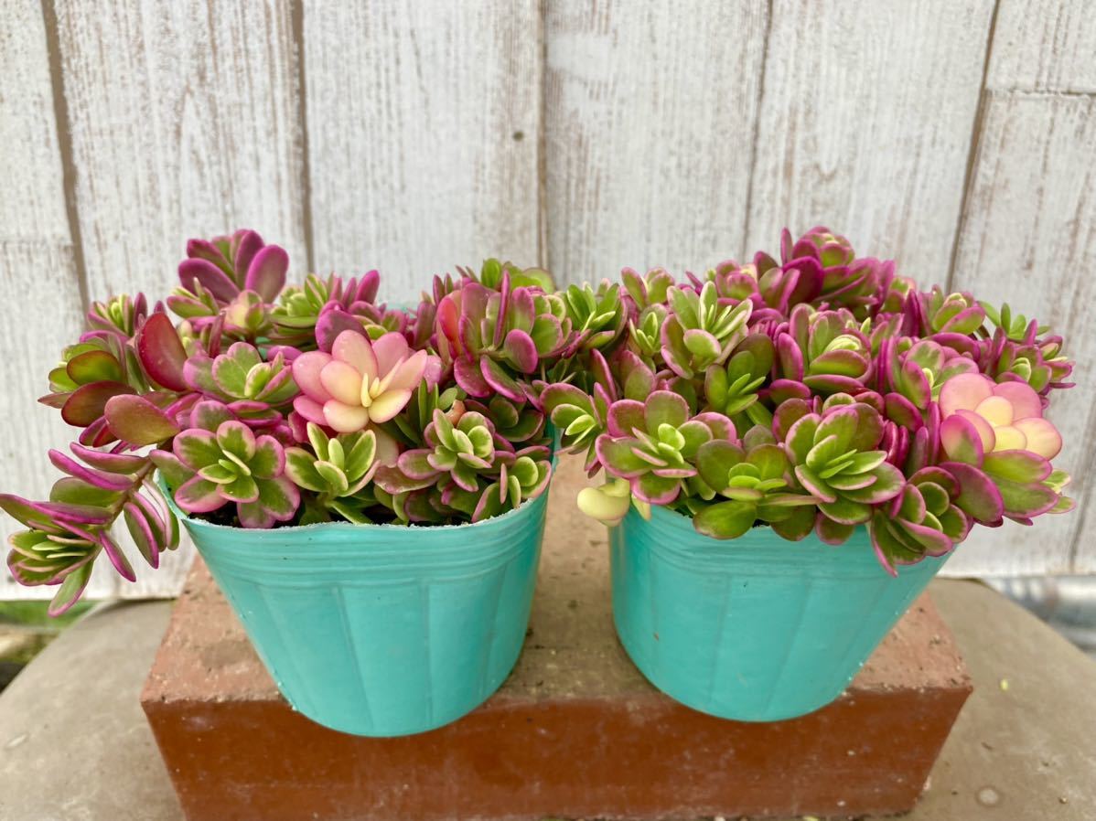 多肉植物 ポーチュラカ マジカルキューティ２ポット 寄せ植えに サボテン 売買されたオークション情報 Yahooの商品情報をアーカイブ公開 オークファン Aucfan Com