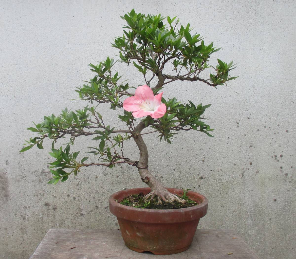 さつき 深山満月の盆栽を販売｜盆栽妙 お薦め 小品サイズ素材 極上小品