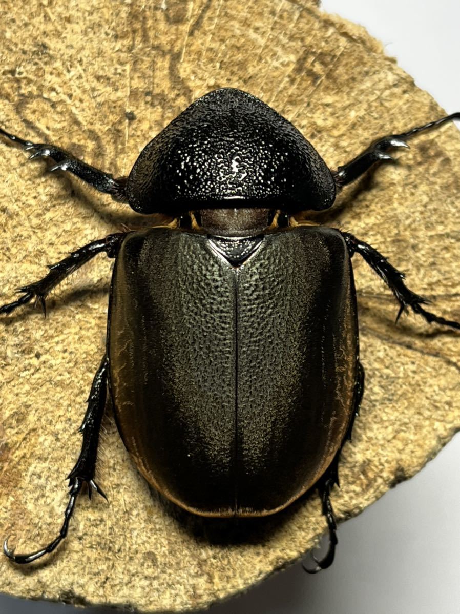 ジャワコーカサス♀63新成虫 、未使用 後食済 即ブリ可。 | Yahoo!