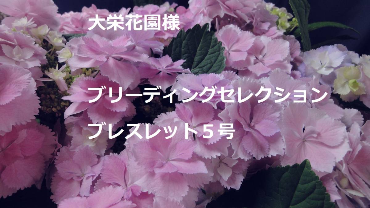 値引き 彡golden Week Special Price 彡新入荷 彡大栄花園様 彡ブリーディングセレクションシリーズ ブレスレット ピンク５号 アジサイ 売買されたオークション情報 Yahooの商品情報をアーカイブ公開 オークファン Aucfan Com