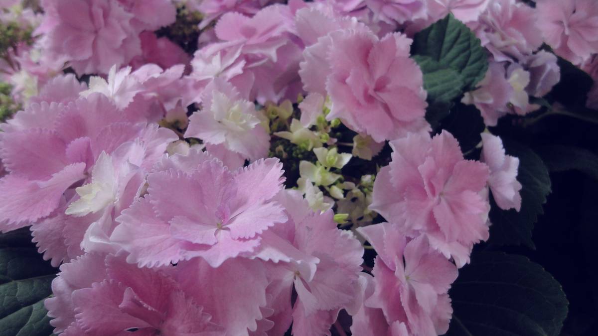 値引き 彡golden Week Special Price 彡新入荷 彡大栄花園様 彡ブリーディングセレクションシリーズ ブレスレット ピンク５号 アジサイ 売買されたオークション情報 Yahooの商品情報をアーカイブ公開 オークファン Aucfan Com