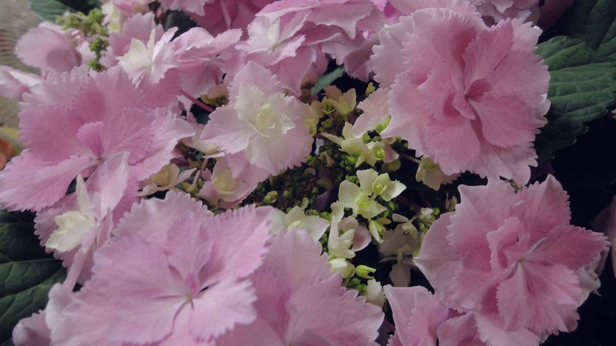 値引き 彡golden Week Special Price 彡新入荷 彡大栄花園様 彡ブリーディングセレクションシリーズ ブレスレット ピンク５号 アジサイ 売買されたオークション情報 Yahooの商品情報をアーカイブ公開 オークファン Aucfan Com