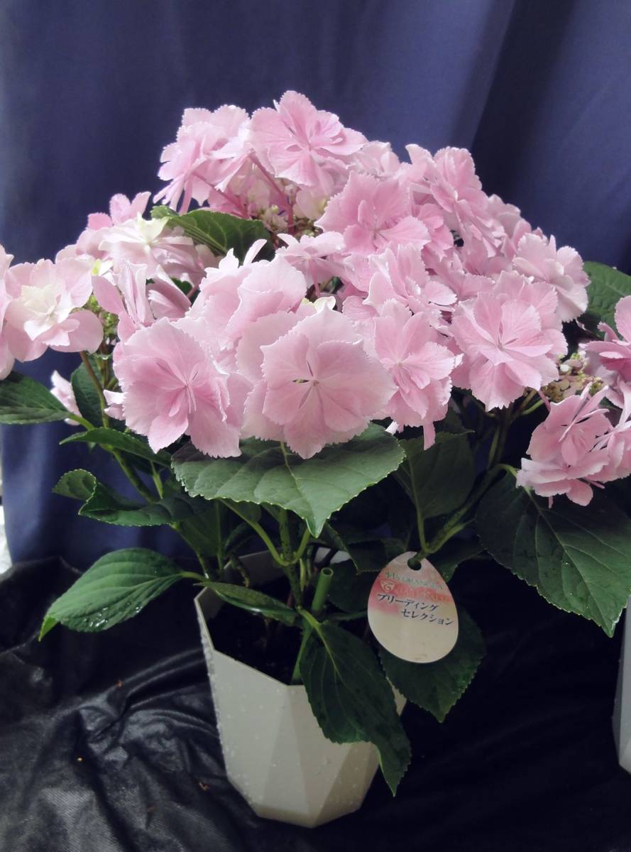 値引き 彡golden Week Special Price 彡新入荷 彡大栄花園様 彡ブリーディングセレクションシリーズ ブレスレット ピンク５号 アジサイ 売買されたオークション情報 Yahooの商品情報をアーカイブ公開 オークファン Aucfan Com