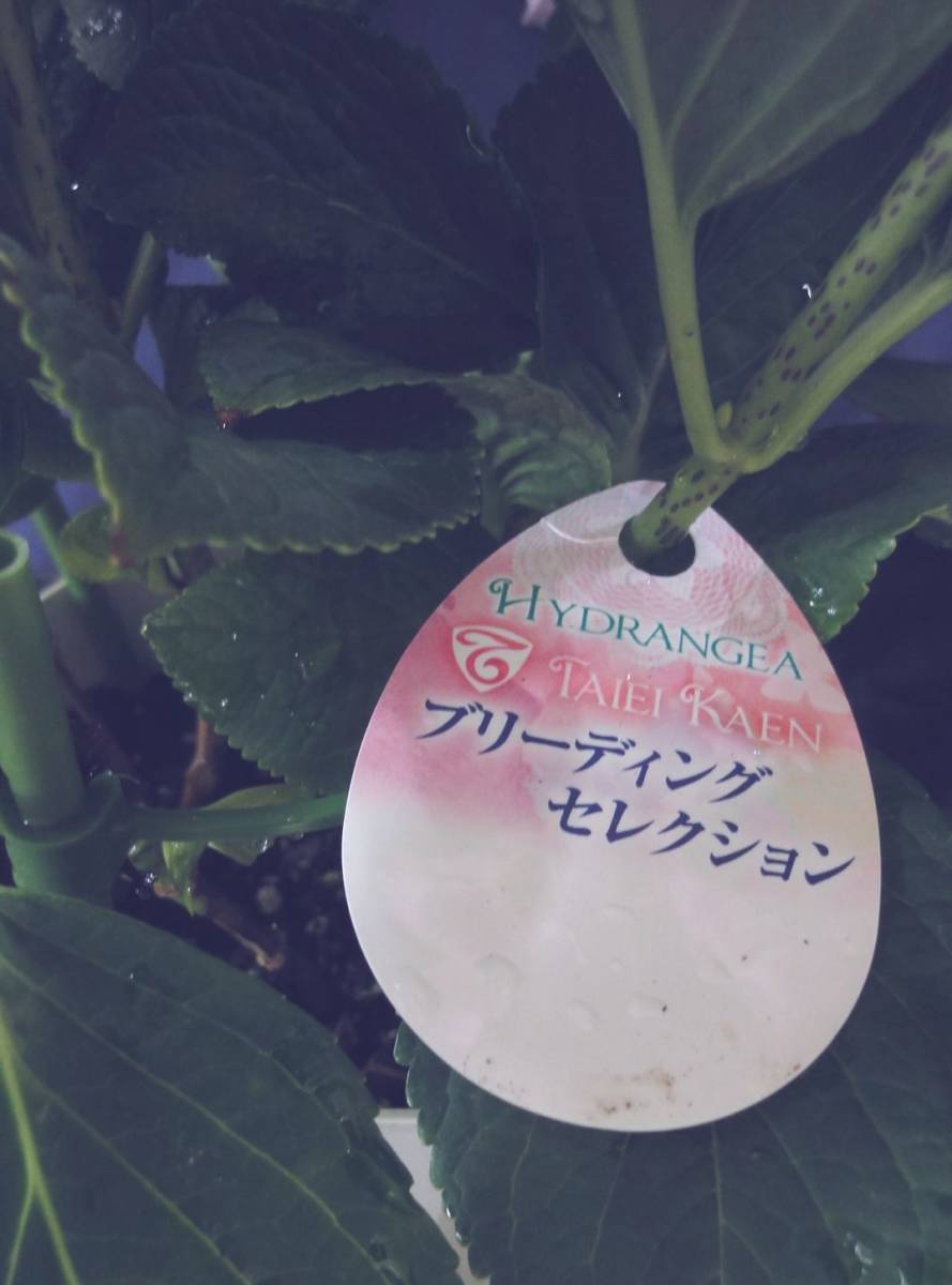 値引き 彡golden Week Special Price 彡新入荷 彡大栄花園様 彡ブリーディングセレクションシリーズ ブレスレット ピンク５号 アジサイ 売買されたオークション情報 Yahooの商品情報をアーカイブ公開 オークファン Aucfan Com