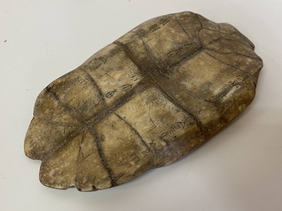 B1◇甲骨文字◇ト亀 甲羅 占い 占術 亀甲 羅刻 15×8cm 骨董
