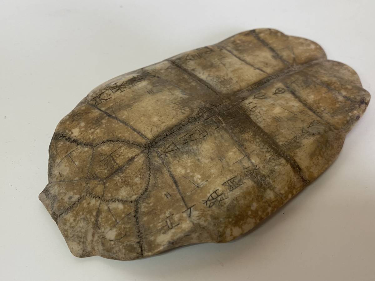 B1◇甲骨文字◇ト亀 甲羅 占い 占術 亀甲 羅刻 15×8cm 骨董
