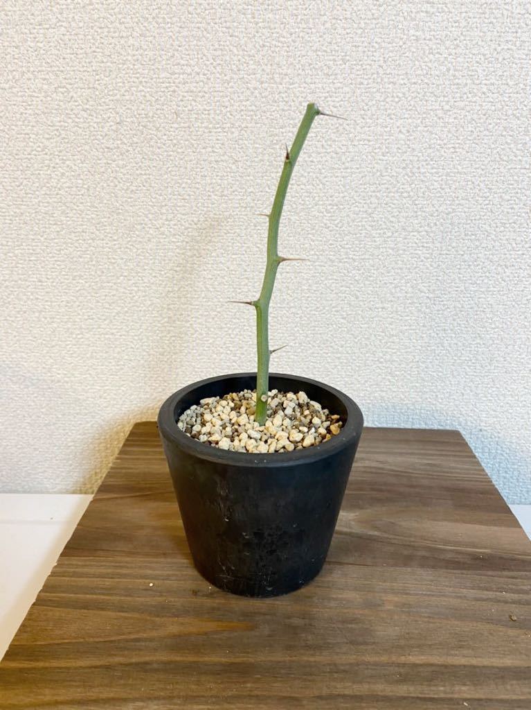 アデニア　バリー　① アデニア バリー ① 挿枝 発根済み (検索 グラキリス アガベ 多肉植物