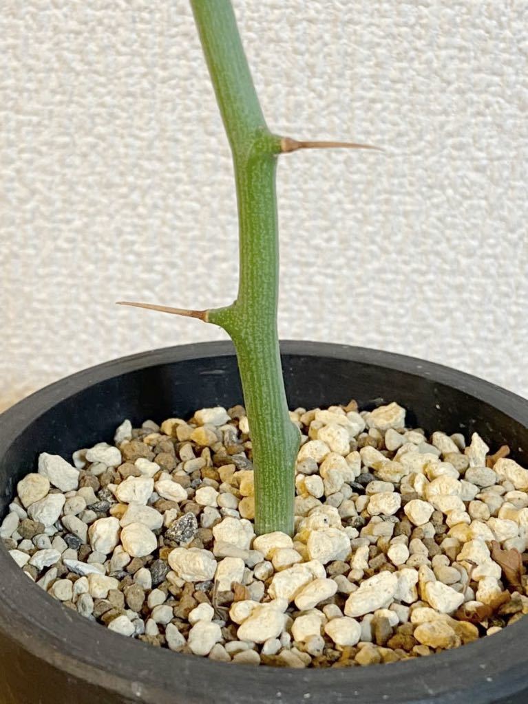 アデニア バリー ① 挿枝 発根済み (検索 グラキリス アガベ 多肉植物