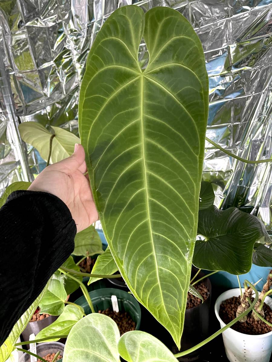 Anthurium queremalense アンスリウム クエレマレンセ 【公式通販】