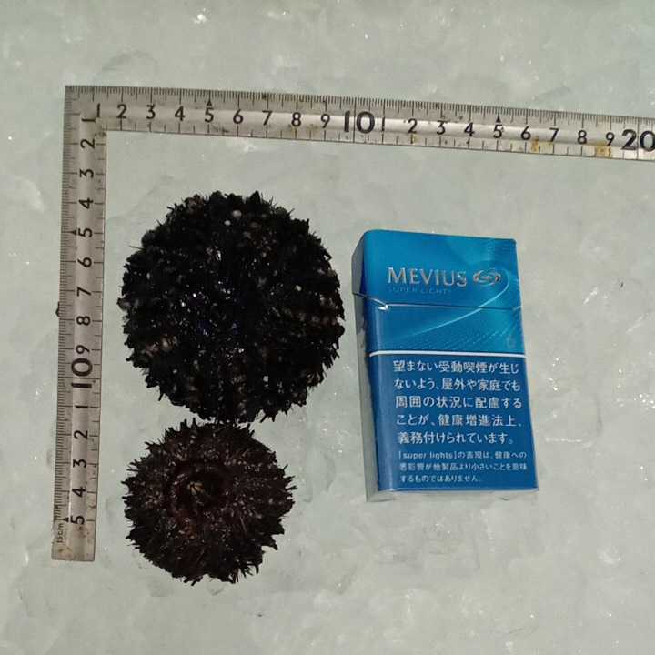 ウニ ガンガゼウニ ケン無し 冷凍 エサ 40個 エサ イシダイ クチジロ カンダイ釣り餌 石鯛 オススメ お得 爆釣 激安 冷凍餌 売買されたオークション情報 Yahooの商品情報をアーカイブ公開 オークファン Aucfan Com