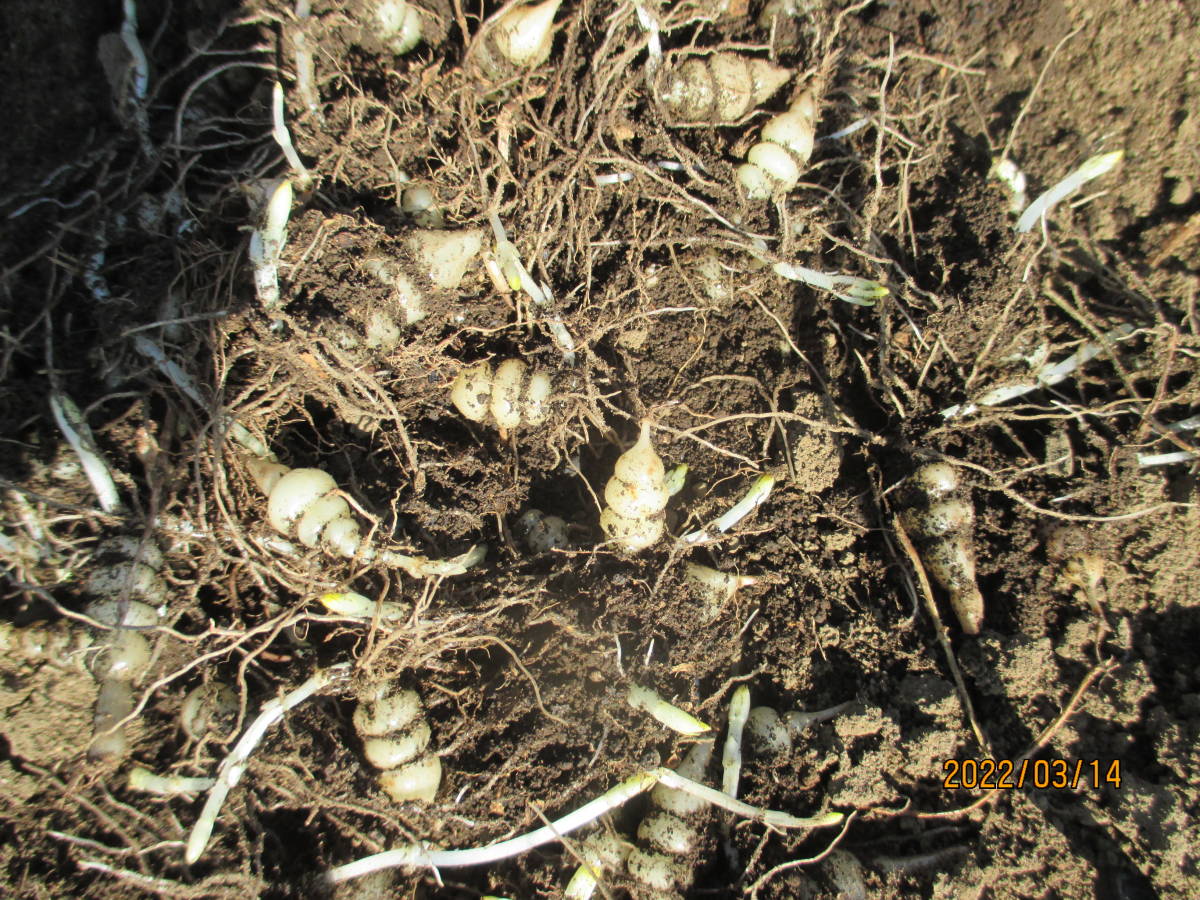 埼玉県産 無農薬栽培 チョロギ 種 丁呂木 25芽 700 野菜 売買されたオークション情報 Yahooの商品情報をアーカイブ公開 オークファン Aucfan Com